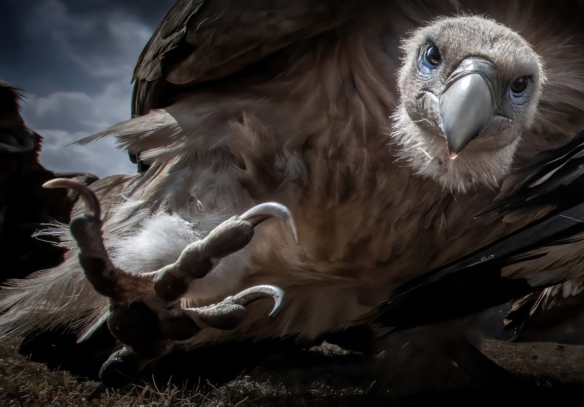 Attention! - Title of the winning picture of the P&ouml;lking Award by Zhu Xingchao, &copy; fpa-zhu-xingchao