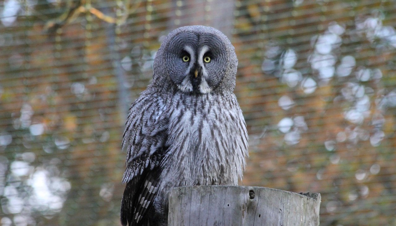 Sowa wąsata w parku dzikich zwierząt MV, © Wildpark-MV