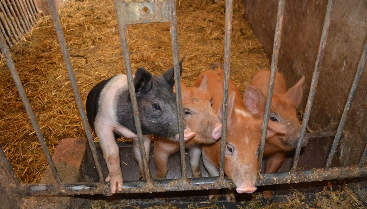The lovable pigs of the Dinserhof, © Dinserhof The lovable pigs of the Dinserhof, © Dinserhof