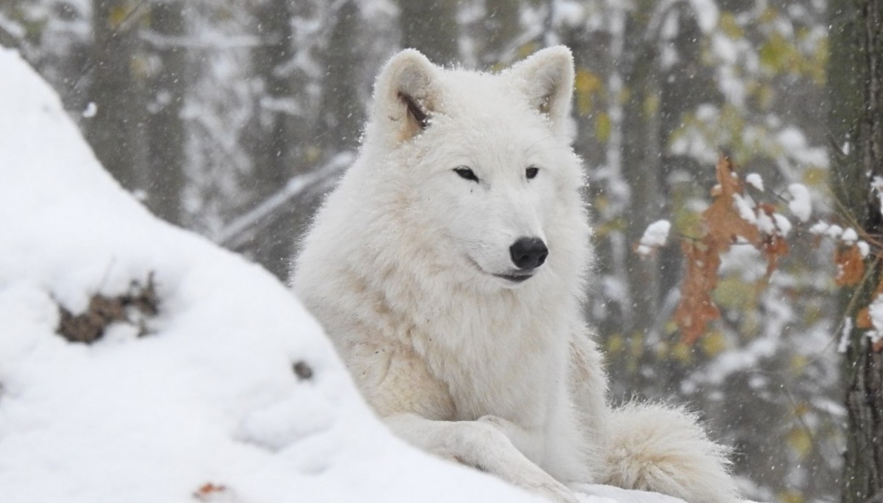 Arctic_wolf_in_winter, © Hansestadt Stralsund Arctic_wolf_in_winter, © Hansestadt Stralsund