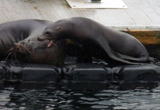 © A. Schulz © A. Schulz