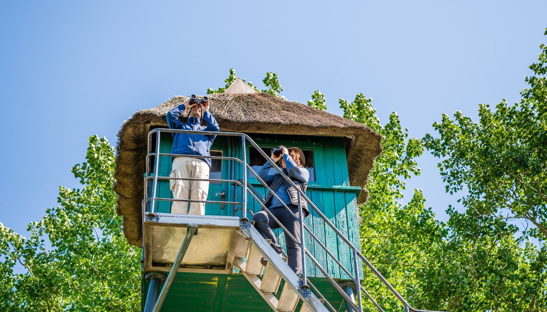 Vanaf de rieten observatiehut is het uitzicht op de duinen en Bodden, inclusief het vogelleven, bijzonder goed op Fischland-Darß-Zingst. // Vanuit de rieten observatiehut is het uitzicht op de duinen en Bodden, inclusief het vogelleven, bijzonder goed. // © MV-T/Tiemann Vanaf de rieten observatiehut is het uitzicht op de duinen en Bodden, inclusief het vogelleven, bijzonder goed op Fischland-Darß-Zingst.