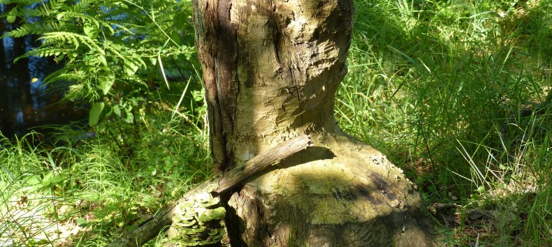 angenagter Baum am Radebach // © Naturpark Sternberger Seenland angenagter Baum am Radebach // © Naturpark Sternberger Seenland