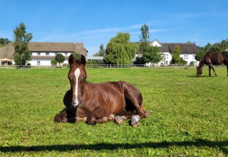 Foals in our pasture right next to the hotel // © Hotel Friesenhof Foals in our pasture right next to the hotel // © Hotel Friesenhof