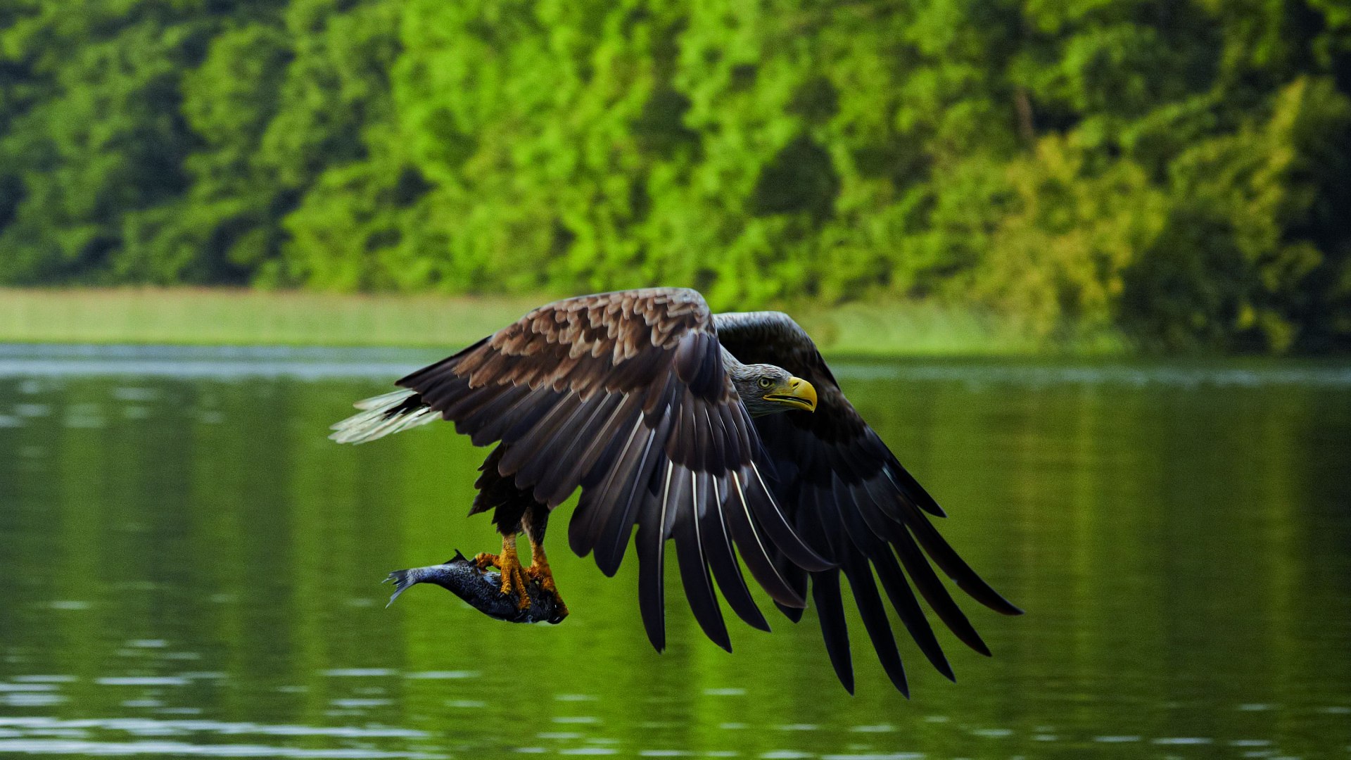 Zeearend in vlucht boven een meer in Mecklenburg-Vorpommern met een vis in zijn klauwen.