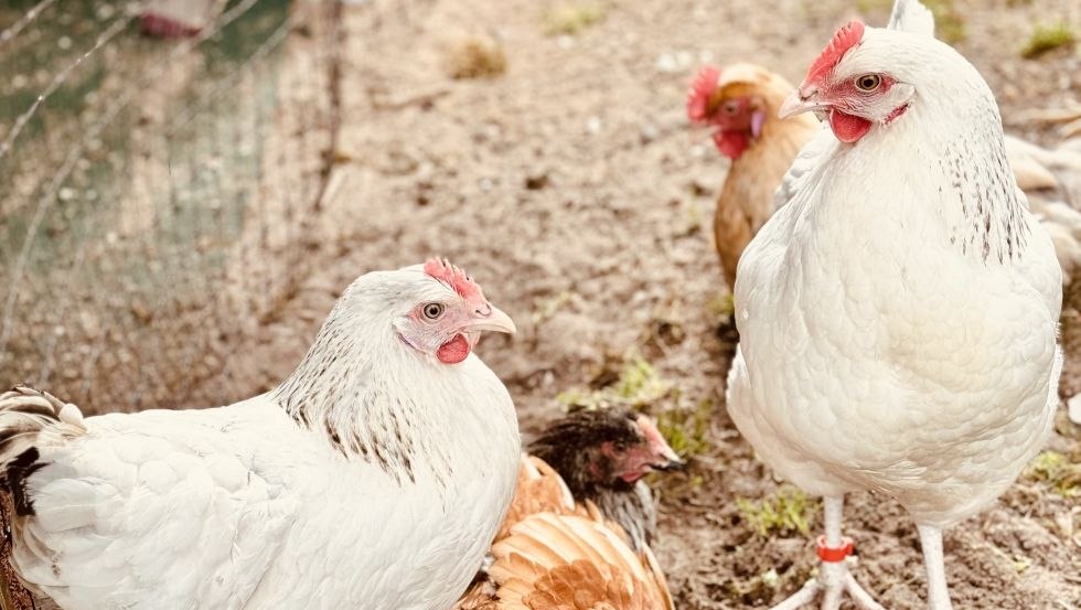 &copy; EiEiOstsee Dr. Thomas Graupner