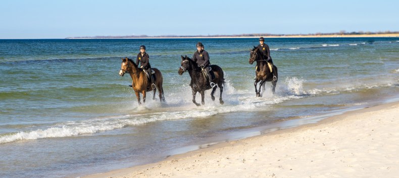 © bernsteinreiter © bernsteinreiter