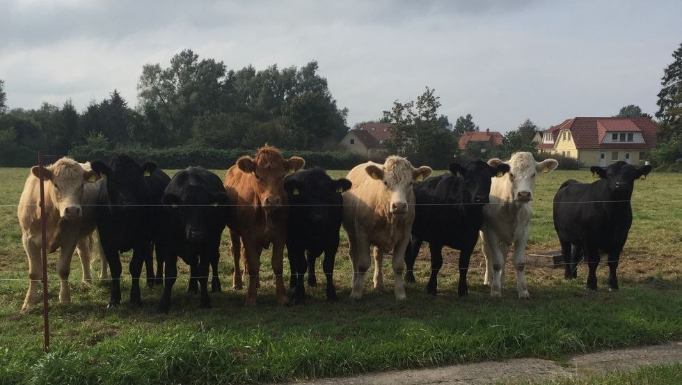Naast de paarden zijn er ook runderen, kippen en katten thuis bij boer Hartmann., © Bauer Hartmann/ Frauke Beier