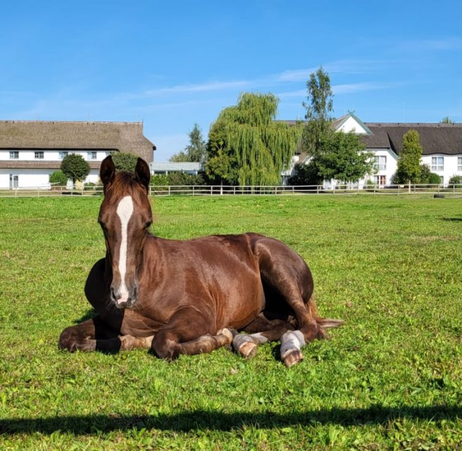 Foals in our pasture right next to the hotel // &copy; Hotel Friesenhof