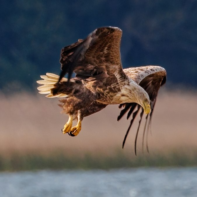 White-tailed eagle approaching, © Kevin Hempel