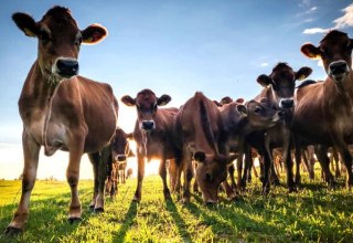 &copy; koepon Hofladen