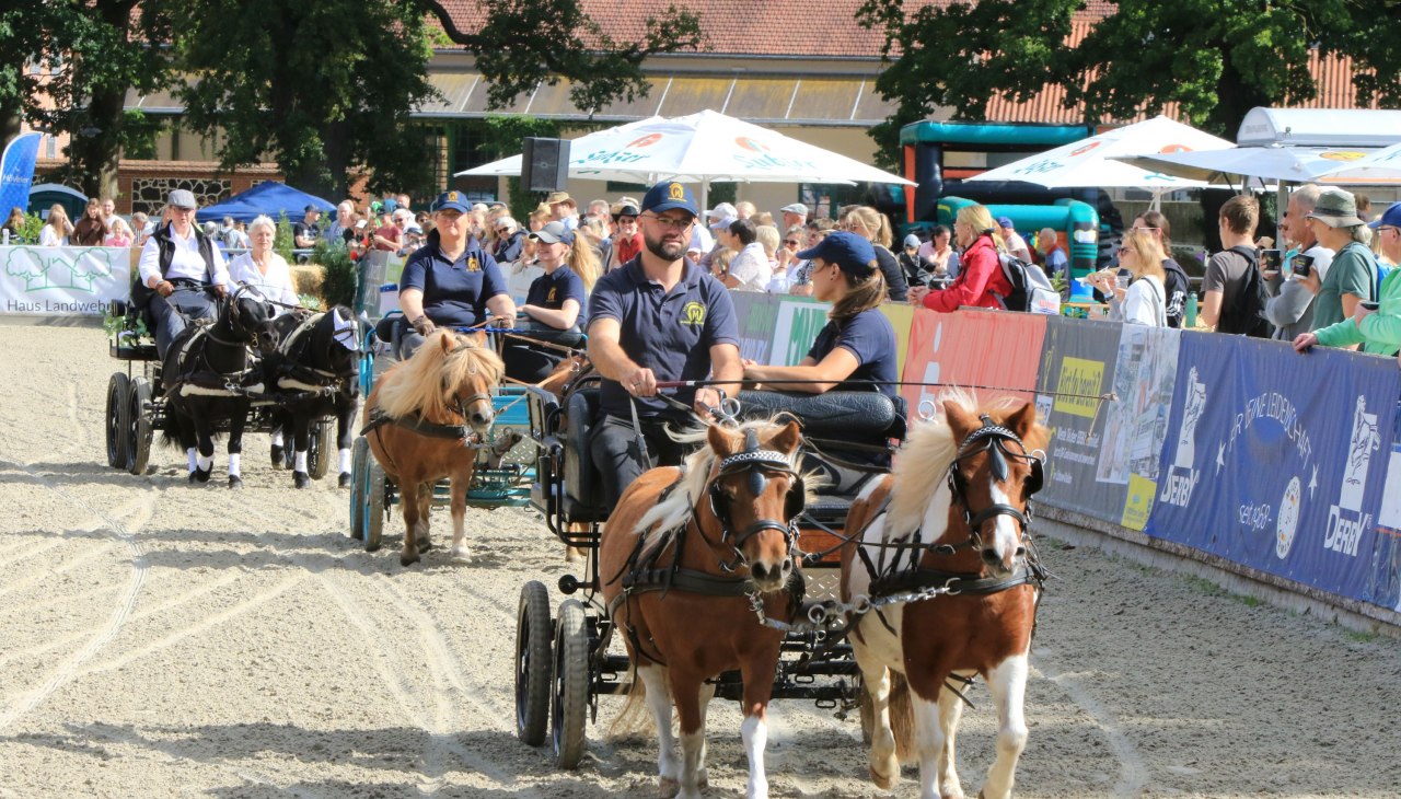 Pferdetage 2, &copy; Sven F&ouml;rst