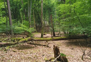 &copy; Wiebke D&ouml;bbert