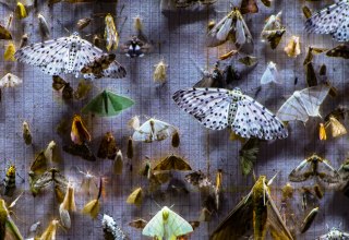 © Metamorphosis Film Junction, Sandbox Films