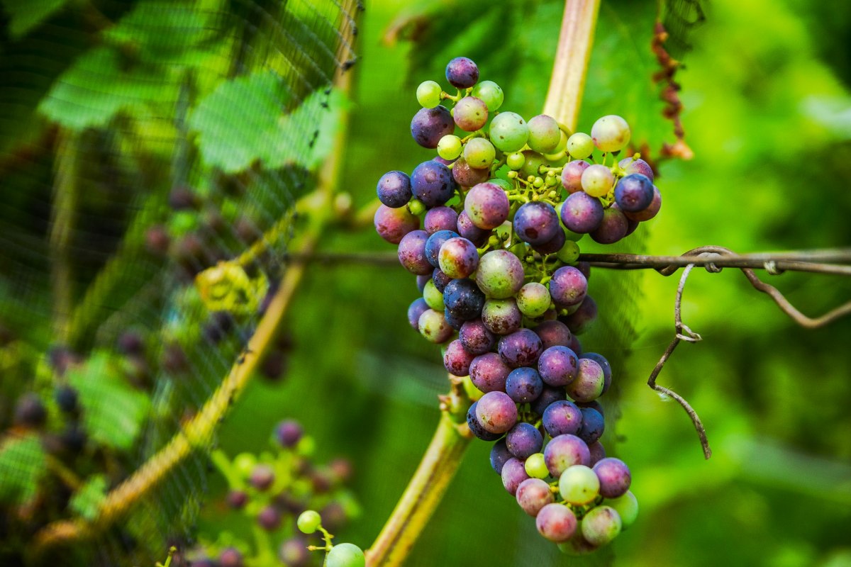 Rattey Castle Winery // &copy; Weingut Schloss Rattey | Inselm&uuml;hle Usedom GmbH