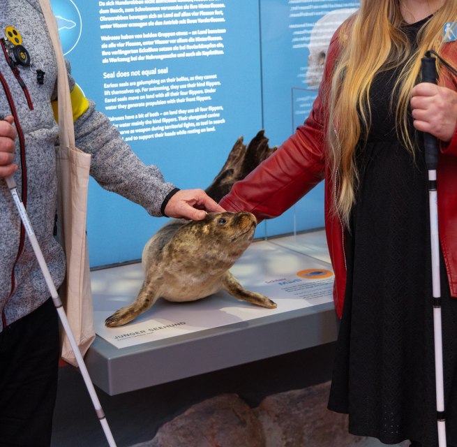 In het koor van het gemoderniseerde MEERESMUSEUM staat een opgezette zeehond die je mag aanraken. // © Anke Neumeister/Deutsches Meeresmuseum In het koor van het gemoderniseerde MEERESMUSEUM staat een opgezette zeehond die je mag aanraken. // © Anke Neumeister/Deutsches Meeresmuseum