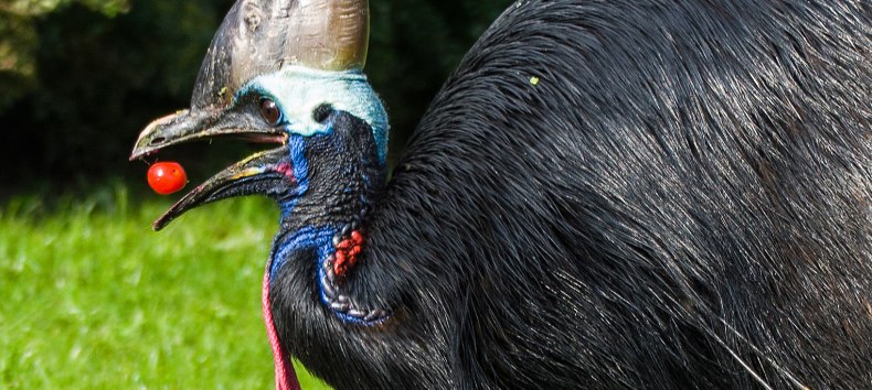 Kasuaris bij het eten van tomaten, &copy; Vogelpark Marlow