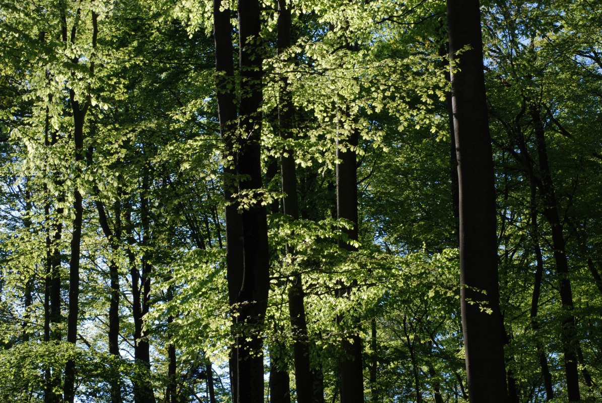 Beech forest // &copy; U. Me&szlig;ner