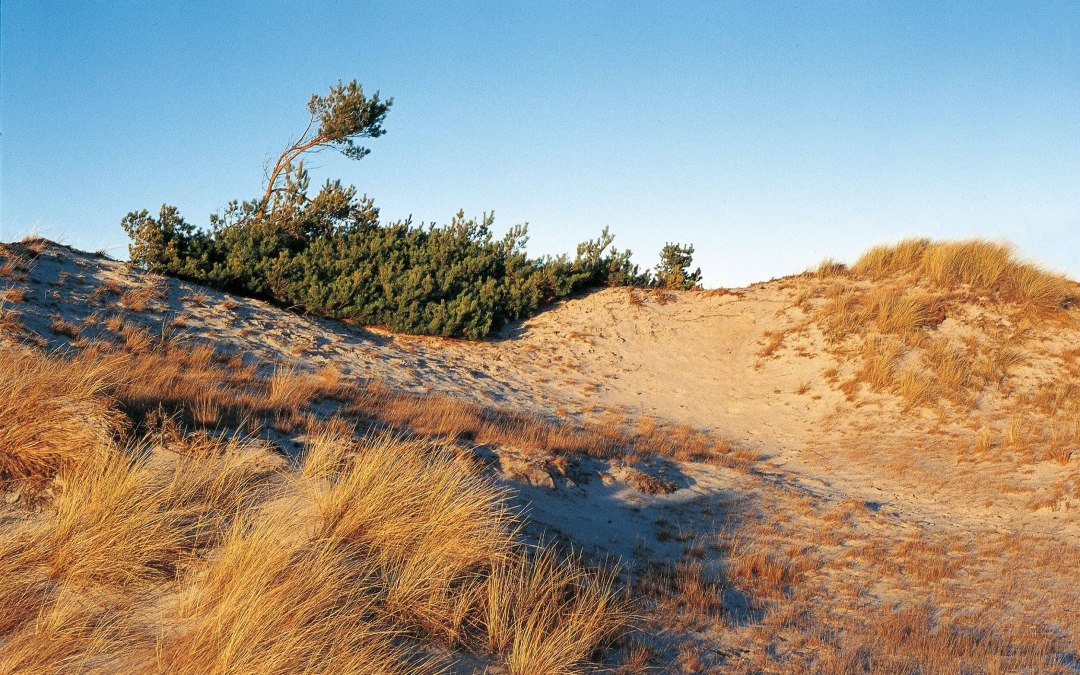 Dune landscape near Klein Schm&ouml;len // &copy; TMV/Neumann