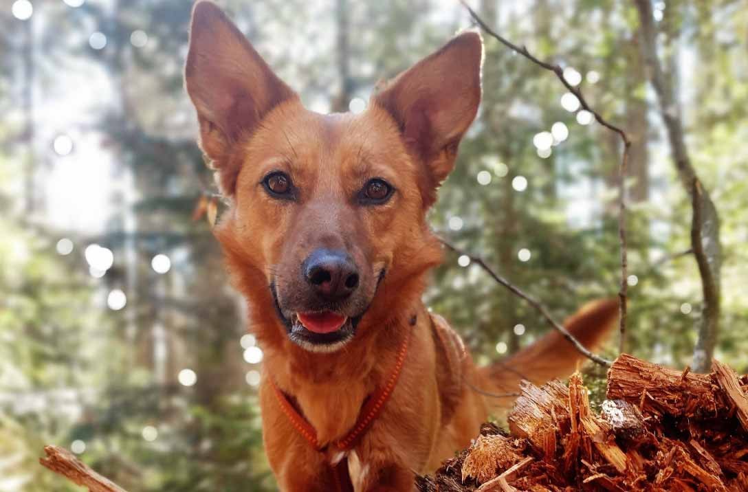 Vier-Pfoten-Abenteuer: Mit dem Hundetrainer auf dem Baumwipfelpfad, &copy; Erlebnis Akademie AG/NEZR
