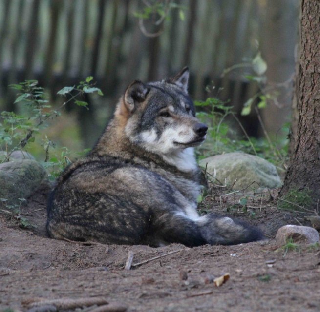 © Wildpark-MV