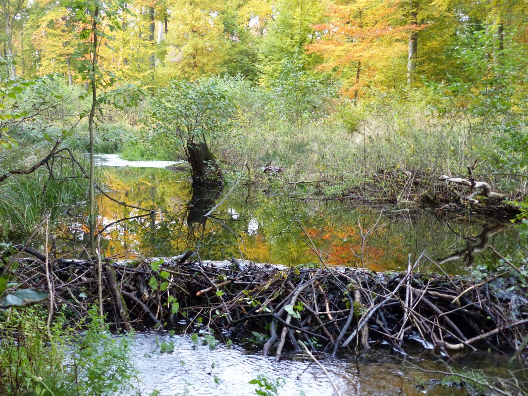 Beaver dam on the Radebach // &copy; Naturpark Sternberger Seenalnd