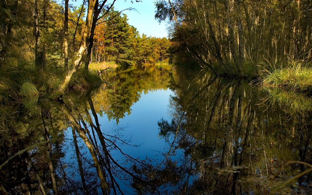 Jezioro bagienne, © Stadt Ribnitz Damgarten