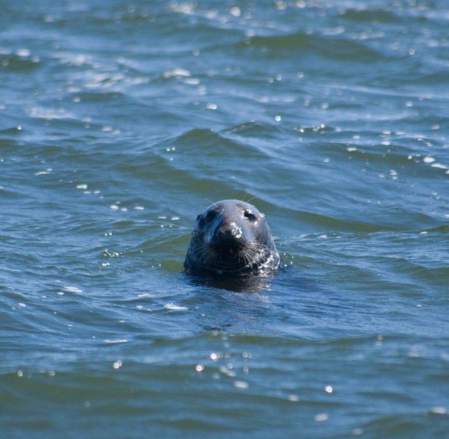 Zeehondenrondvaarten vanuit de haven van Baabe (verschansing) // &copy; Wei&szlig;e Flotte GmbH