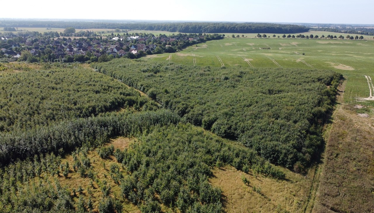 Klimawald Haren Steinfeld, © Landesforst MV Klimawald Haren Steinfeld, © Landesforst MV