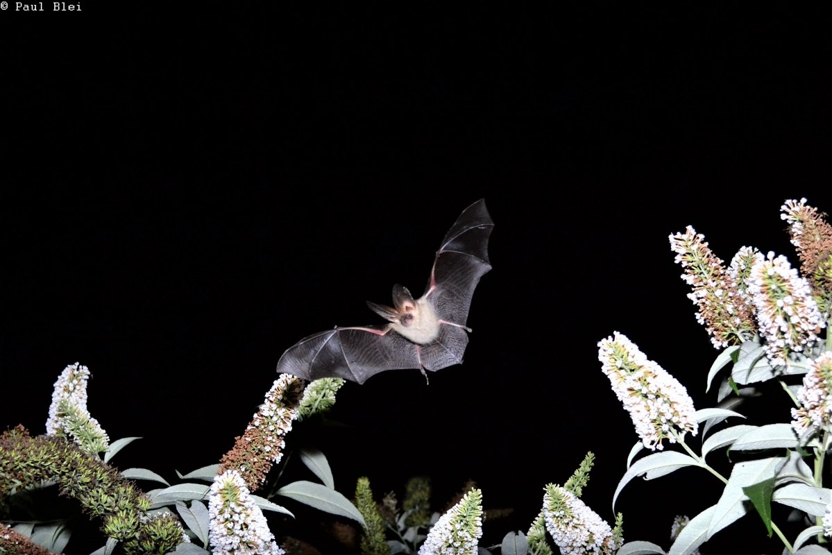 Brown long-eared bat hunting // &copy; C