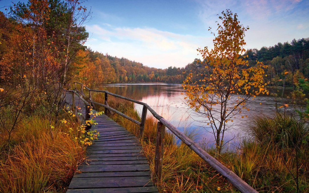 Wooden boardwalk in the Müritz National Park, © TMV/Allrich Wooden boardwalk in the Müritz National Park, © TMV/Allrich