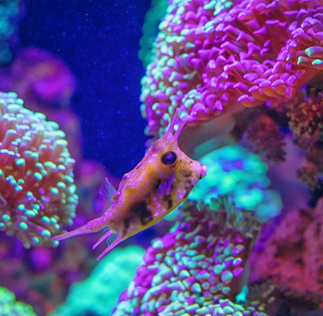Horn-Kofferfisch im Lebensraum Great Barrier Reef // &copy; Anke Neumeister/Deutsches Meeresmuseum