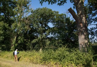 Kontrola żywopłotów i drzew // © Biosphärenreservatsamt Schaalsee-Elbe Kontrola żywopłotów i drzew // © Biosphärenreservatsamt Schaalsee-Elbe