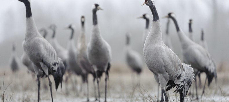 Cranes, © Dieter Damschen