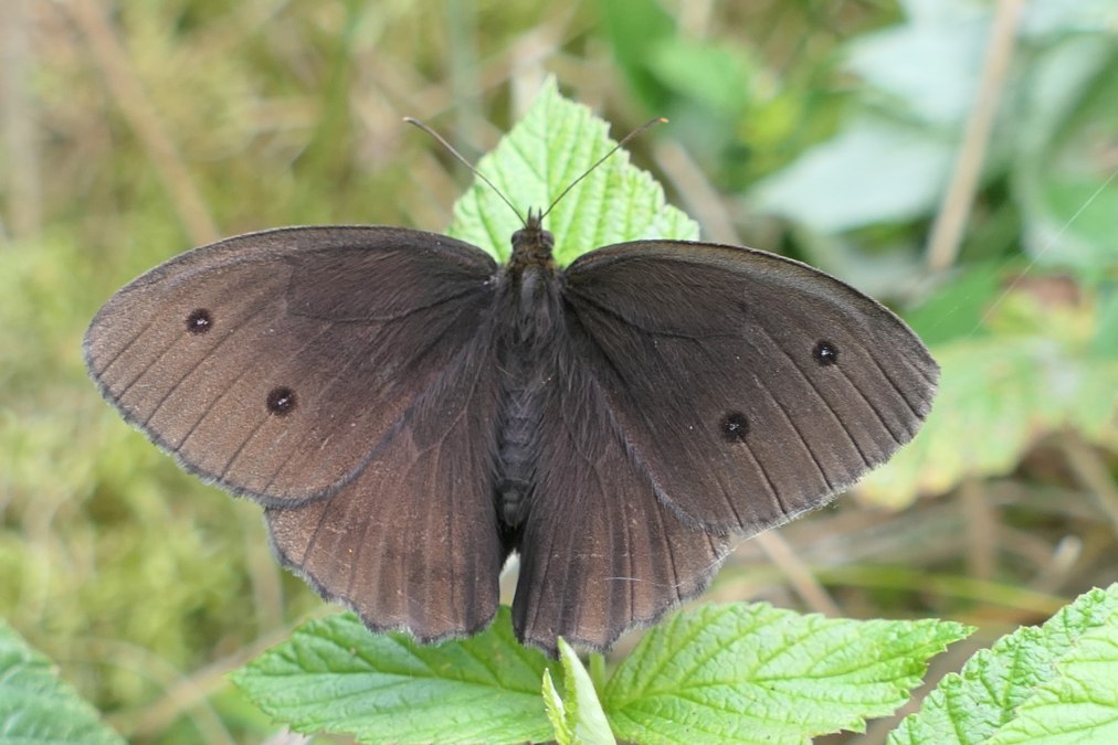 P1025200, © Naturpark Am Stettiner Haff