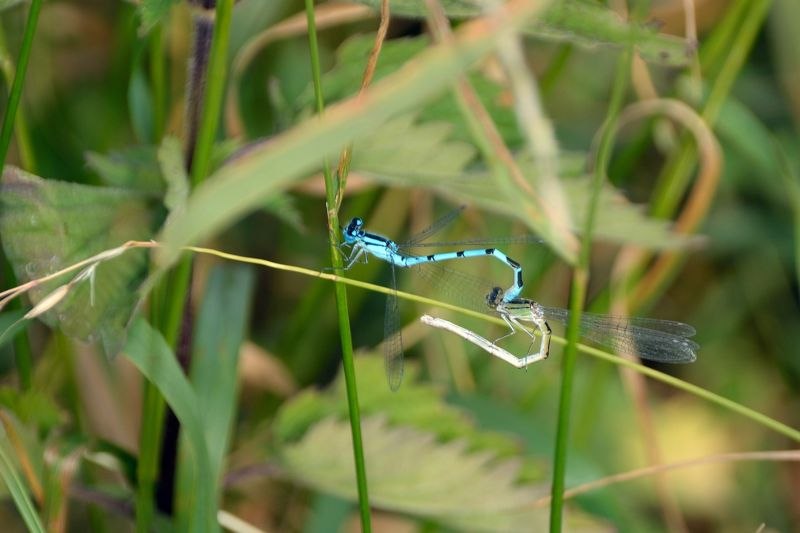 Dragonfly // &copy; Karsten Peter