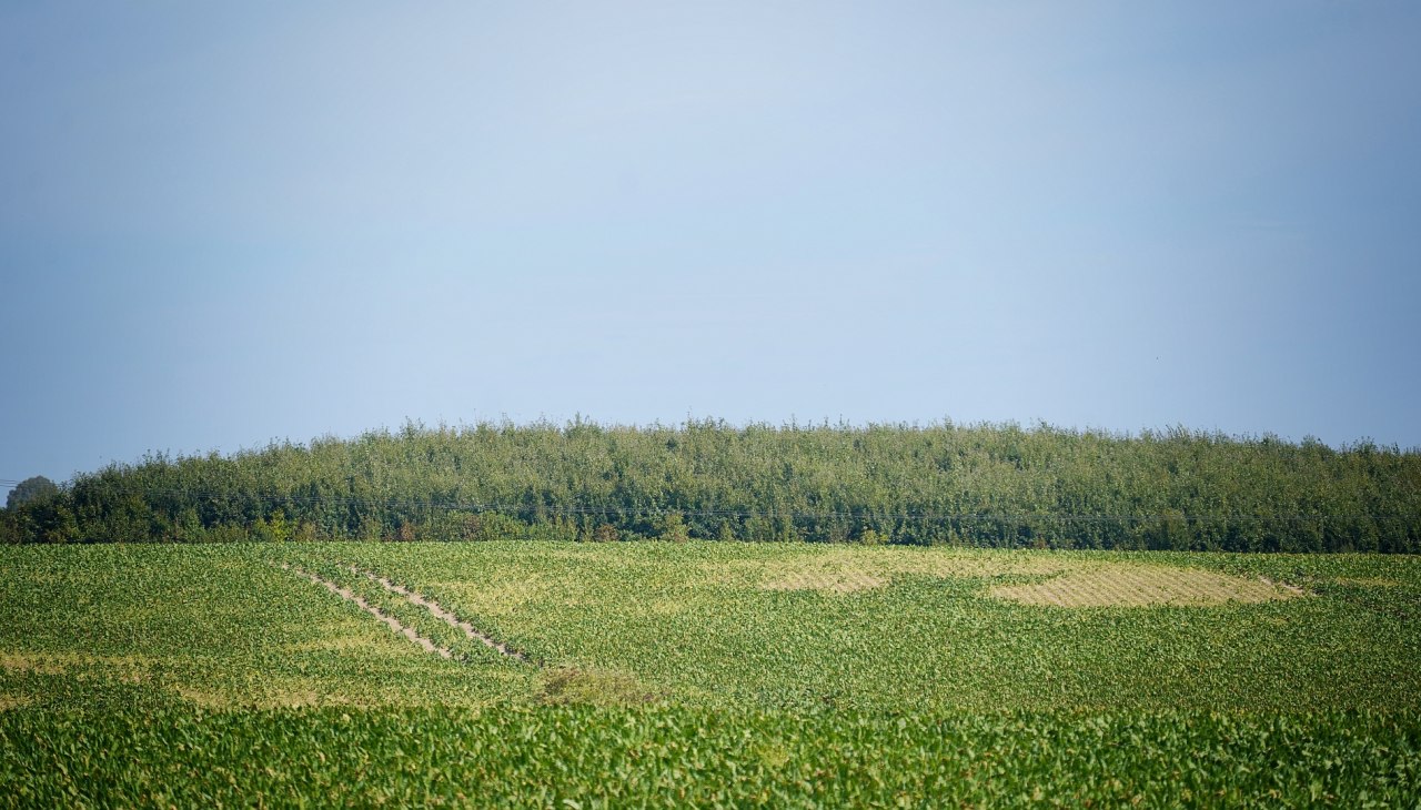 Klimawald Haren Steinfeld, © Landesforst MV Klimawald Haren Steinfeld, © Landesforst MV