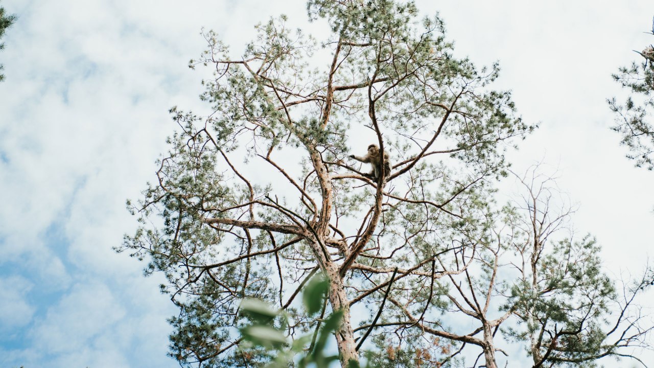 affenwald-malchow-, &copy; 1000seen