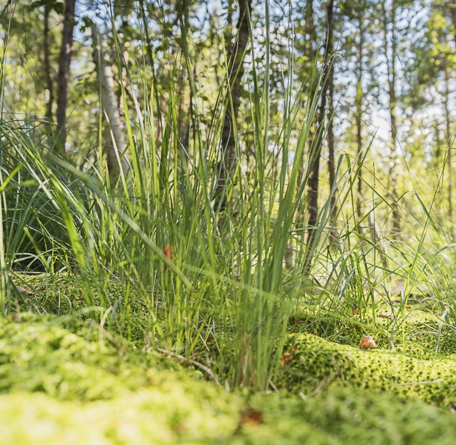 Moor hike // © André Pristaff / Tourismus- und Kur GmbH Graal-Müritz Moor hike // © André Pristaff / Tourismus- und Kur GmbH Graal-Müritz
