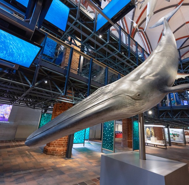 W zachodnim portalu sali kościelnej gości wita imponująca produkcja multimedialna przedstawiająca polowanie na ławicę sardynek., © Anke Neumeister/Deutsches Meeresmuseum W zachodnim portalu sali kościelnej gości wita imponująca produkcja multimedialna przedstawiająca polowanie na ławicę sardynek., © Anke Neumeister/Deutsches Meeresmuseum