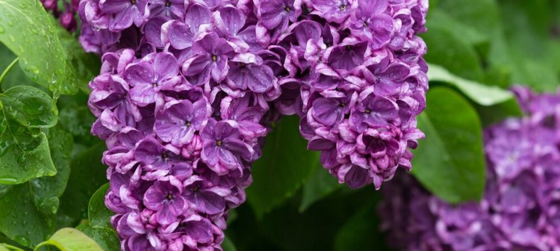 © Kurverwaltung Sellin © Kurverwaltung Sellin