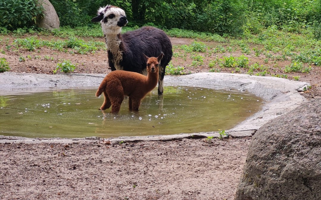 Alpaca's hebben een zeer dikke vacht en genieten daarom van tijd tot tijd van een bad., © Tierpark Wolgast