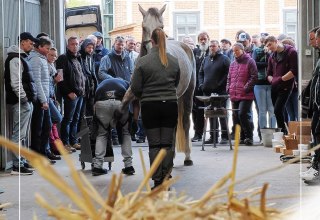 &copy; Hufbeschlag Helm