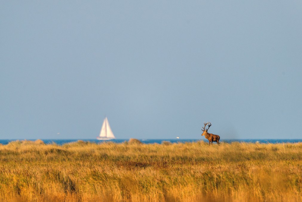 Jelenie szlachetne w Parku Narodowym Vorpommersche Boddenlandschaft, © TMV/Schröter