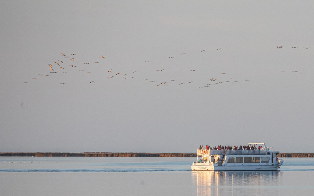 Bekijk het fascinerende natuurspektakel van de majestueuze kraanvogels tijdens een boottocht van Stralsund door het Nationaal Park Vorpommersche Boddenlandschaft naar de slaapplaats van de kraanvogels bij "Pramort"., © Weiße Flotte GmbH