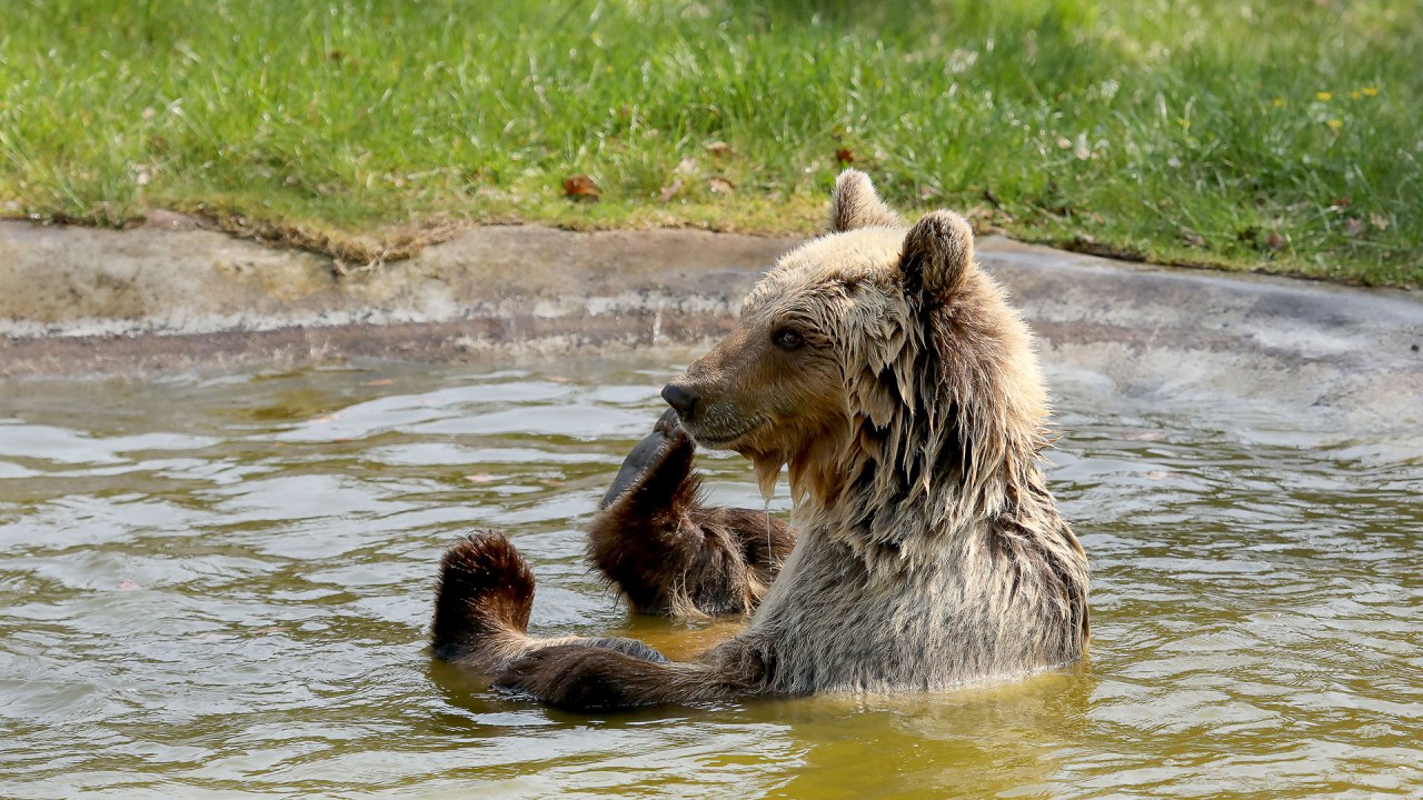Brown bear Luna bathing in the BÄRENWALD Müritz // © Thomas Oppermann Brown bear Luna bathing in the BÄRENWALD Müritz // © Thomas Oppermann