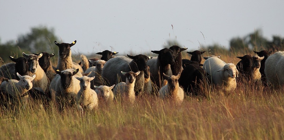 Schapen in het landschap op de Hauptmannsberg, © Ritters Tierfoto