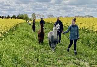 Alpaca walk with rape in bloom, © Alpaka Idylle Alpaca walk with rape in bloom, © Alpaka Idylle