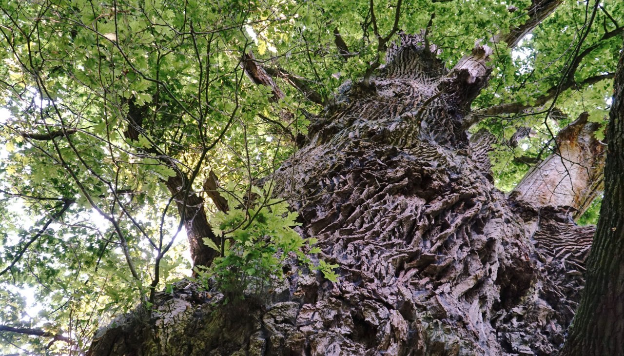 die-tausendjährige, © Rainer Städing