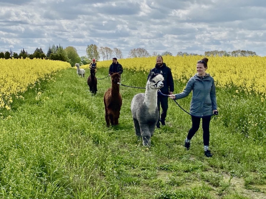 Alpaca walk with rape in bloom, © Alpaka Idylle